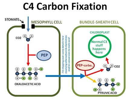 C3 and C4 Photosynthetic Mechanisms Assignment | Create WebQuest