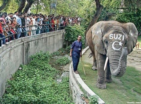 Kids favourite Suzi dies at Lahore Zoo - Life & Style - Business Recorder