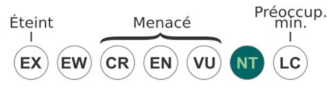 Cebus nigritus — Wikipédia