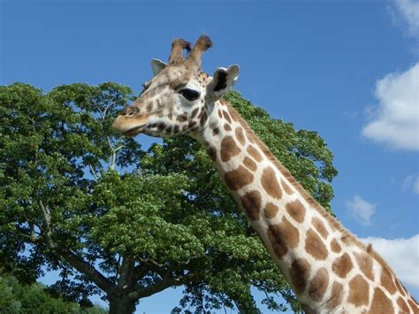 Giraffe » Kelvin Peach Photography