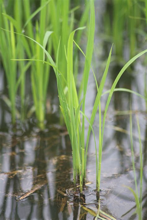 Oryza sativa: A Résumé of Rice | Tropical Biodiversity