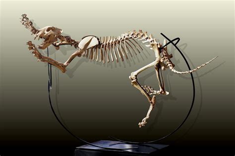 Cave lion skeleton (Panthera leo atrox) photos — PaleoArt.com