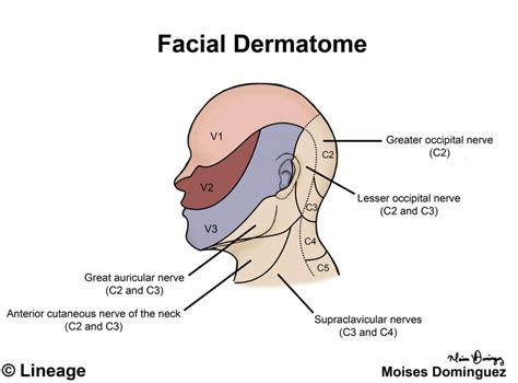 Dermatomes Chart Face And Scalp - Printable Lab