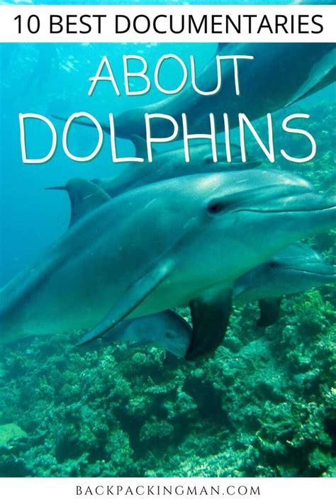 10 Best Documentaries About Dolphins To Watch