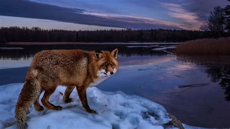 35 Winter Fox Wallpapers - Wallpaperboat