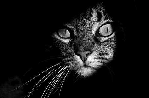 La Misteriosa Vida De Los Gatos Capturada En Blanco Y Negro | Upsocl