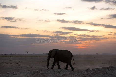 Silhouette of African Elephant during Sunset at Amboseli, Kenya Stock ...