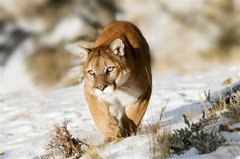 Prowling Mountain Lion Photograph by Scott Read - Pixels