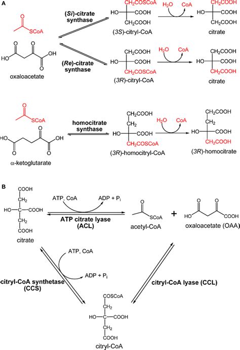 Enzymes involved in citrate metabolism and central carbon metabolism ...