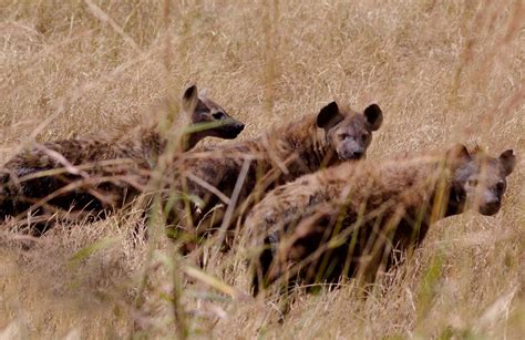 The Great Wildebeest Migration: That Time We Saw Ten Hyenas Hunting ...