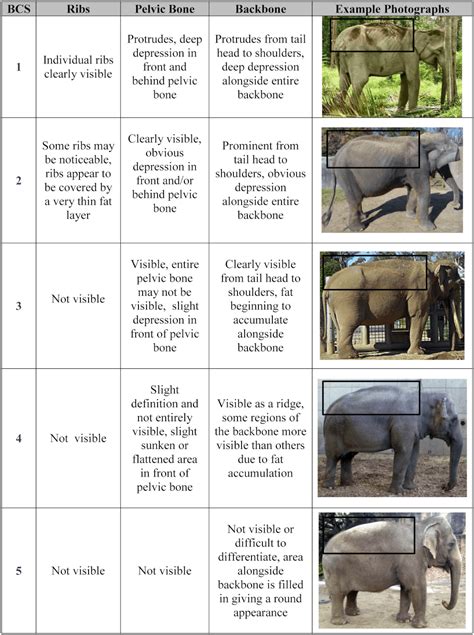 What's the Ideal Weight of a Tiger or an Elephant? | PETA