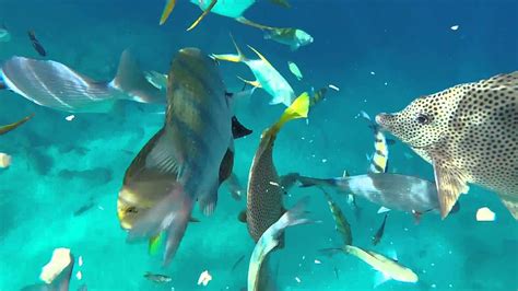 Cabo San Lucas Snorkeling - YouTube