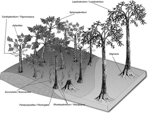 Reconstruction of the Early Carboniferous plant associations of studied ...