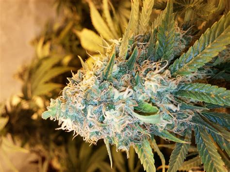 Critical Kush from Barneys Farm | strains.io | cannabis marijuana strain info