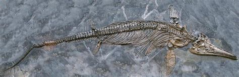 Ichthyosaur Fossil Photograph by Sinclair Stammers/science Photo Library - Fine Art America