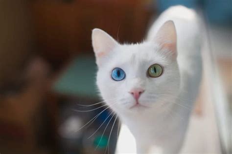 Mesmerizing! Fun Facts About Cats Eye Colors - Cole & Marmalade