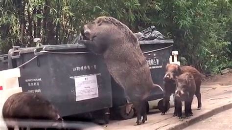 Giant pig caught on camera ravaging dumpster near school goes viral ...