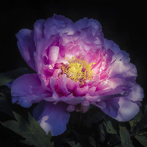 Pink Tree Peony Photograph by Julie Palencia