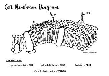 Cell Membrane Colouring-In Activity by Miss Boss Science | TpT