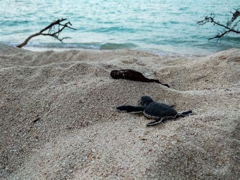 Baby Sea Turtles Overrun Hotel After Getting 'Very Lost': Video - Newsweek