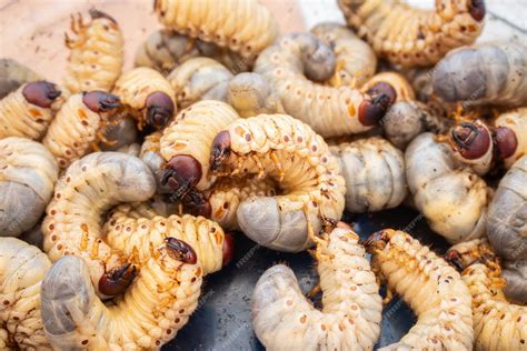 Los gusanos gordos se cierran. proteínas naturales. comida asiática. gusanos en un tazón. | Foto ...