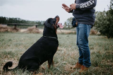 10 Things To Know Before You Use A Training Collar On Your Dog – Ziggy Dog Training Collar