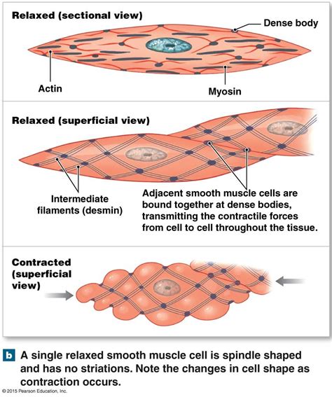 Smooth Muscle Tissue | Smooth muscle tissue, Muscle anatomy, Human anatomy and physiology