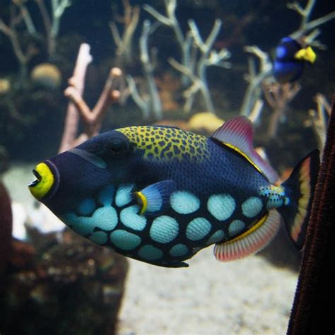 a blue and yellow fish swimming in an aquarium with corals behind it's ...