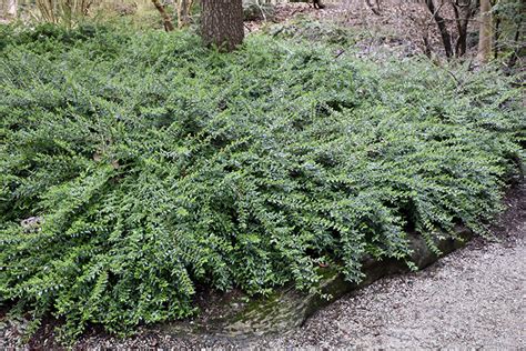 Privet Honeysuckle (Lonicera pileata) in Issaquah Seattle Bellevue Redmond Renton Sammamish ...