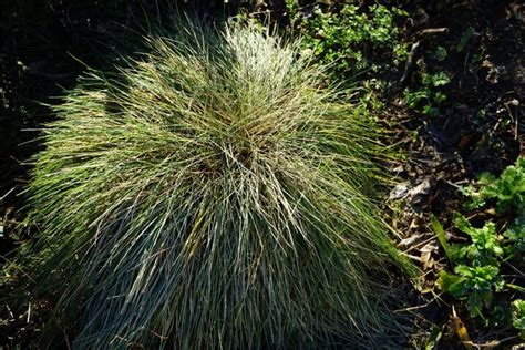 5 Best Blue Fescue Companion Plants for Landscaping | Florgeous