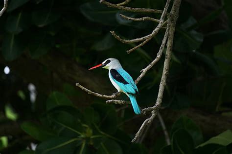 330+ Woodland Kingfisher Photos Stock Photos, Pictures & Royalty-Free Images - iStock