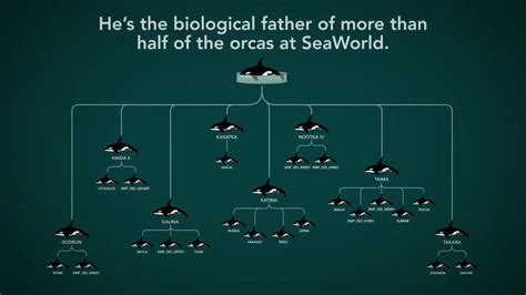 Seaworld Tilikum Family Tree