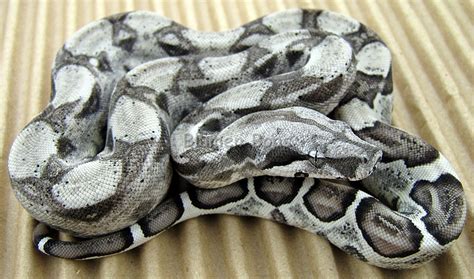 Boa Morphs - descriptions of various Boa Constrictor Morphs