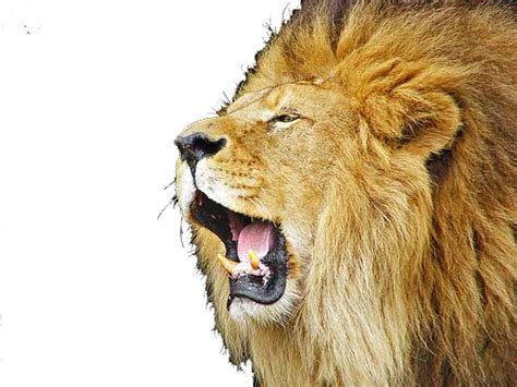 Download Lioness Roar Picture HQ PNG Image | FreePNGImg