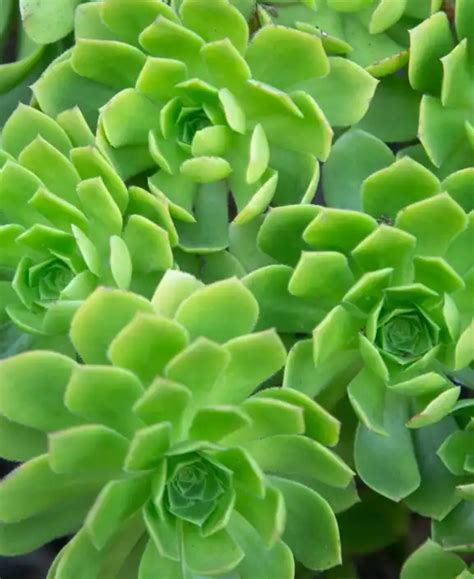 Aeonium canariense - Propagation, Care, and Problems