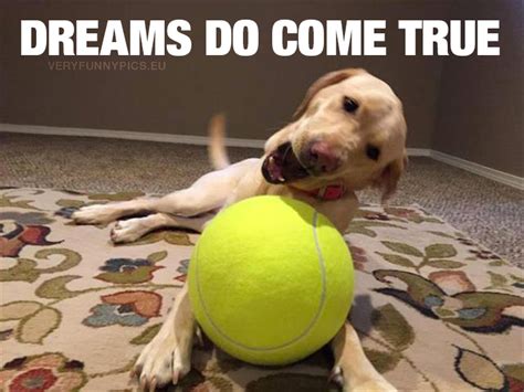 When you finally get the ball of your dreams | Very Funny Pics