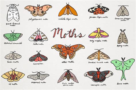 Moths Clipart Set Moth Icons Nature Clip Art Luna Moth - Etsy | Moth drawing, Atlas moth, Luna moth