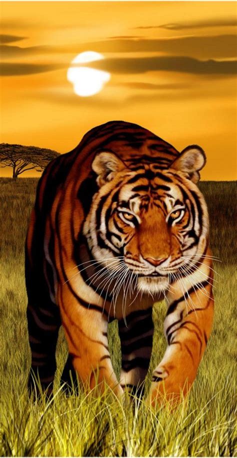 Bengal Tiger Sunset Velour Towel Endangered Tiger | Endangered tigers, Tiger pictures, Tiger ...