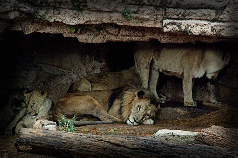 Lions Den Photograph