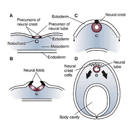 Notochord Definition, Development & Function - Video & Lesson Transcript | Study.com