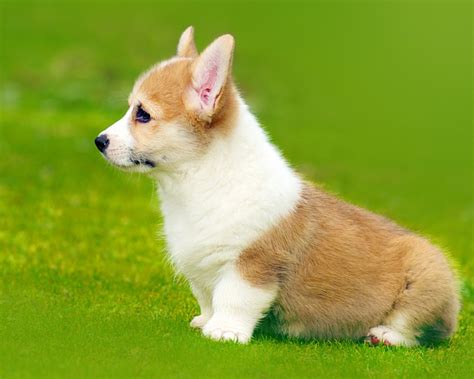 Wallpaper Welsh Corgi side view, puppy, grass 1920x1080 Full HD Picture ...