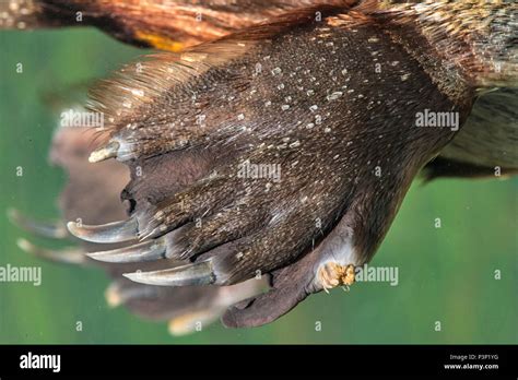 Platypus (Ornithorhynchus anatinus) webbed feet, Tasmania, Australia Stock Photo - Alamy