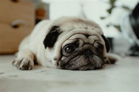 7 Common Health Problems In Pugs