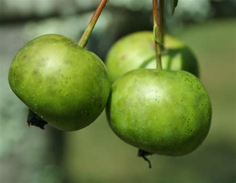 Free Images : nature, fruit, food, green, produce, sour, flowering ...