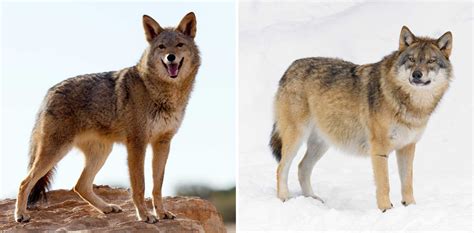 Coyotes VS Wolves : 10 differences | Wolf Stuff