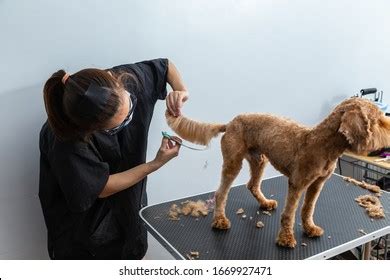 Dog Groom Lady Royalty-Free Images, Stock Photos & Pictures | Shutterstock