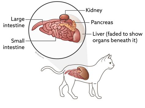 Pancreatitis in Cats - Pancreas-Specific Lipase | VCA Animal Hospital