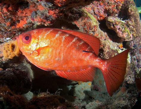 Glasseye Fish - Canary Islands Stock Photo - Image of fish, yeux: 34162962