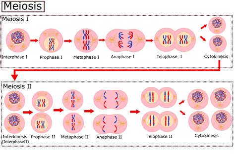 Diagram of Meiosis.Cell division is the process cells go through to divide.Vector illustration ...