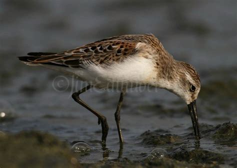 Western Sandpiper - Window to Wildlife - Photography by Jim Edlhuber